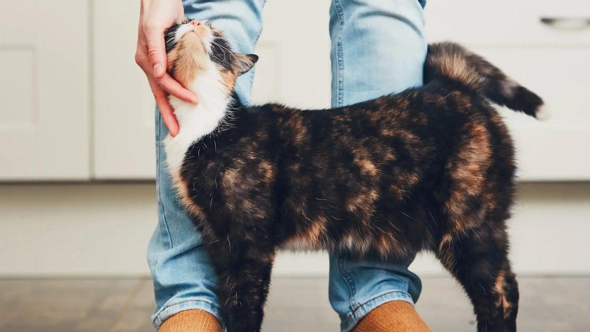 Sevimlilik Olsun Diye Değil: Kedilerin Başlarını ve Kuyruklarını Vücudumuza Sürtmelerinin Ardında Hangi Sebepler Var?