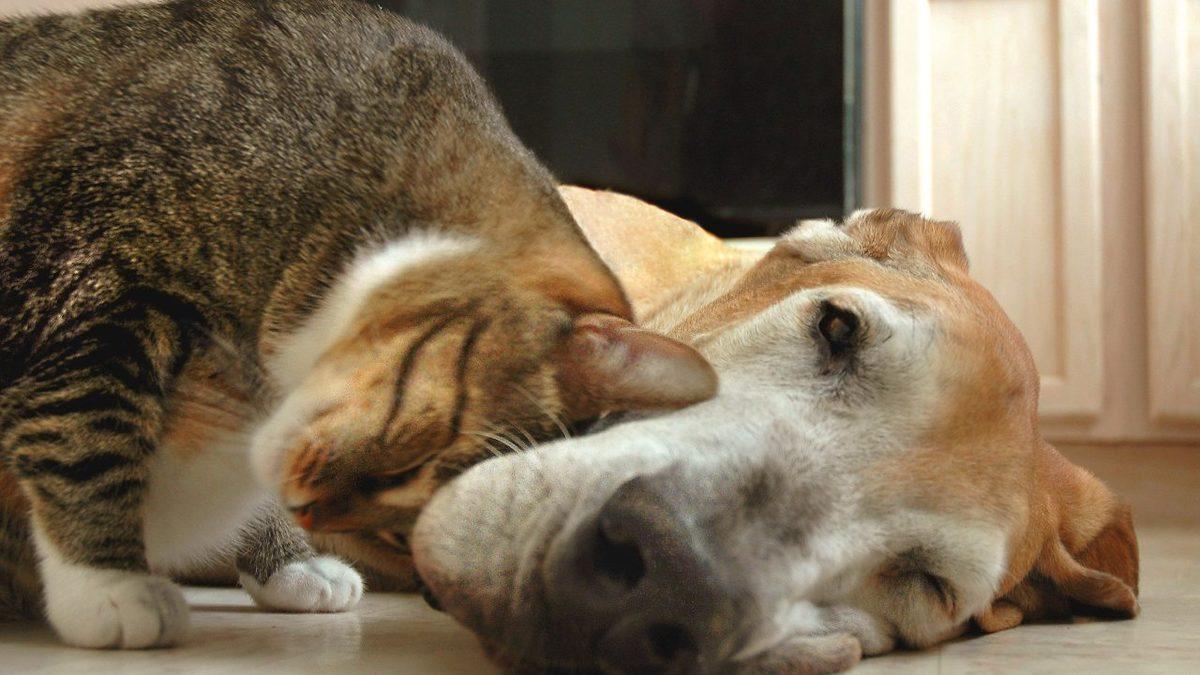 Sevimlilik Olsun Diye Değil: Kedilerin Başlarını ve Kuyruklarını Vücudumuza Sürtmelerinin Ardında Hangi Sebepler Var?