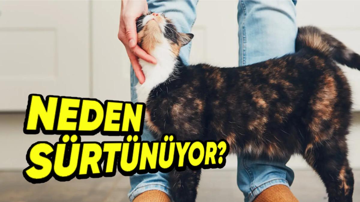Sevimlilik Olsun Diye Değil: Kedilerin Başlarını ve Kuyruklarını Vücudumuza Sürtmelerinin Ardında Hangi Sebepler Var?