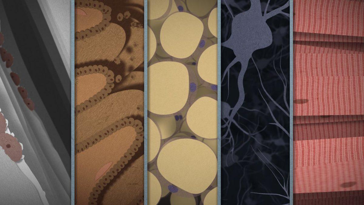 Vücudumuz Gerçekten Her 7 Yılda Bir Kendini Yeniliyor mu, Yoksa Bu Bir Şehir Efsanesi mi?