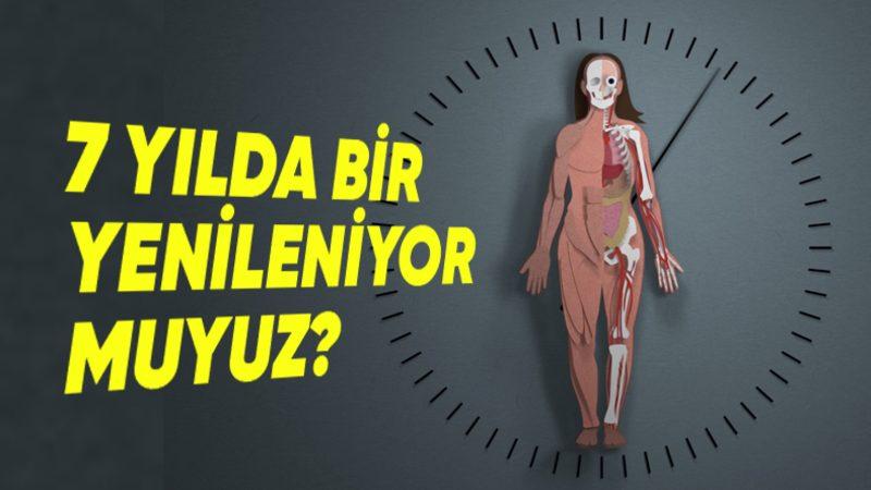 Vücudumuz Gerçekten Her 7 Yılda Bir Kendini Yeniliyor mu, Yoksa Bu Bir Şehir Efsanesi mi?