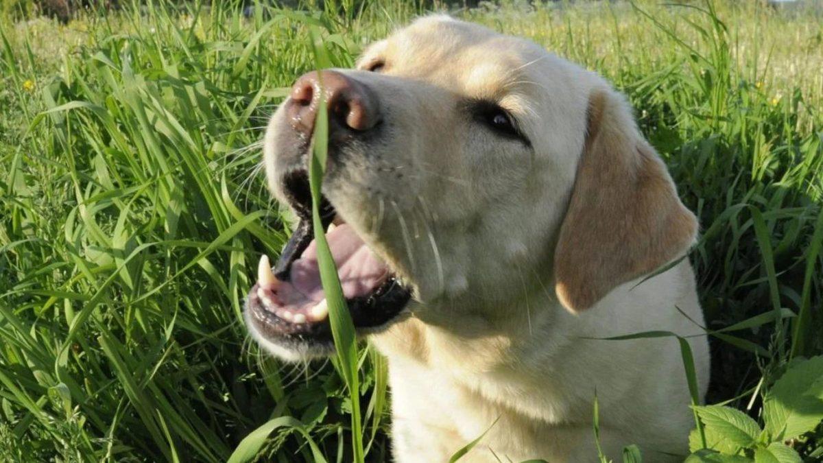Köpekler, Çimleri Yemekte Neden Bu Kadar Israrcıdır? Tek Sebebi Mide Rahatsızlıkları Değil!