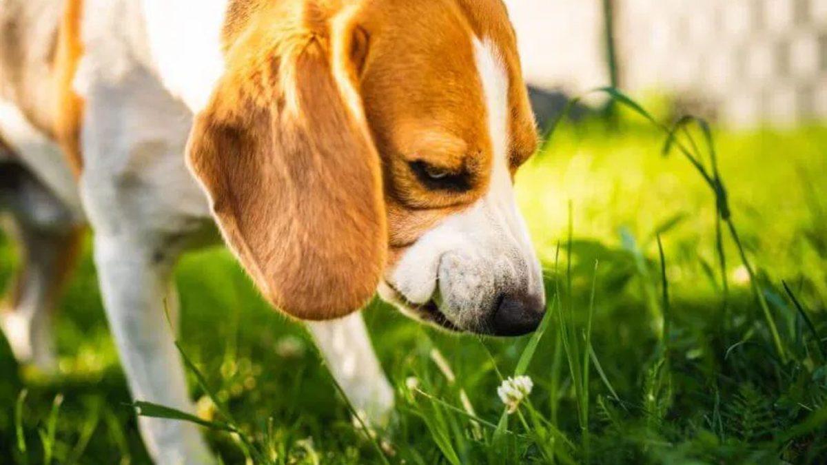 Köpekler, Çimleri Yemekte Neden Bu Kadar Israrcıdır? Tek Sebebi Mide Rahatsızlıkları Değil!