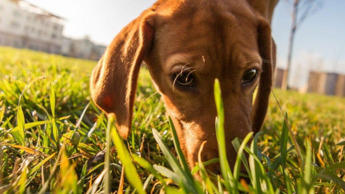 Köpekler, Çimleri Yemekte Neden Bu Kadar Israrcıdır? Tek Sebebi Mide Rahatsızlıkları Değil!