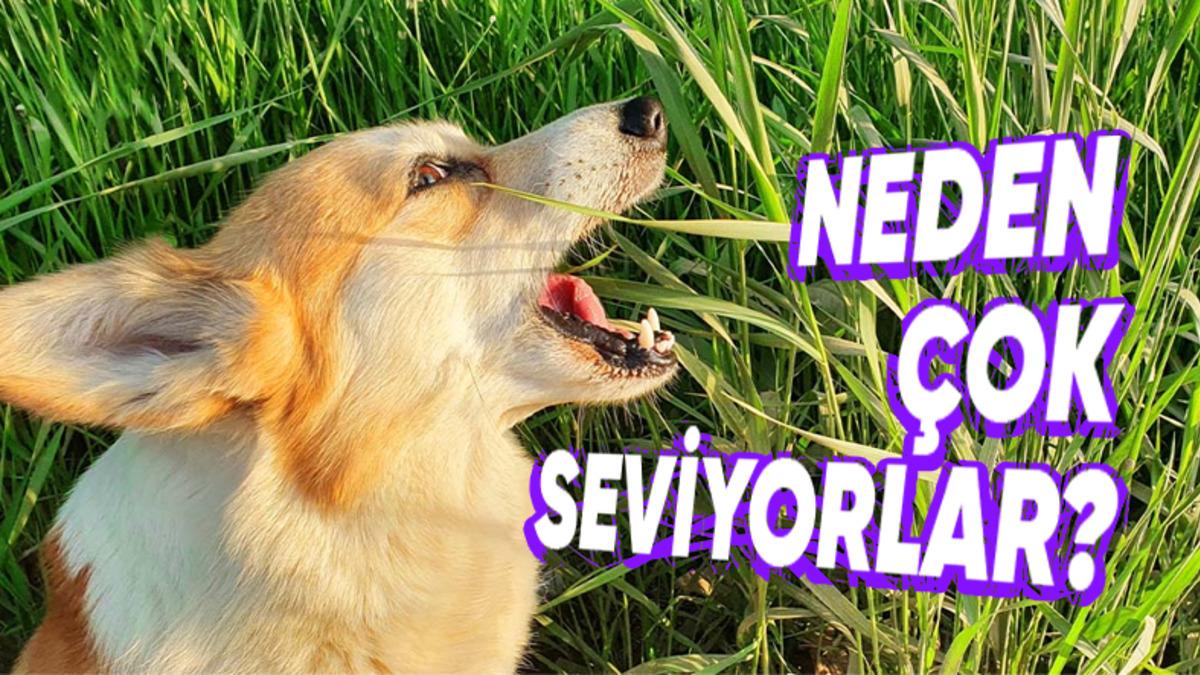 Köpekler, Çimleri Yemekte Neden Bu Kadar Israrcıdır? Tek Sebebi Mide Rahatsızlıkları Değil!