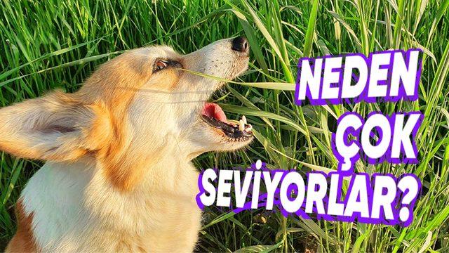 Köpekler, Çimleri Yemekte Neden Bu Kadar Israrcıdır? Tek Sebebi Mide Rahatsızlıkları Değil!