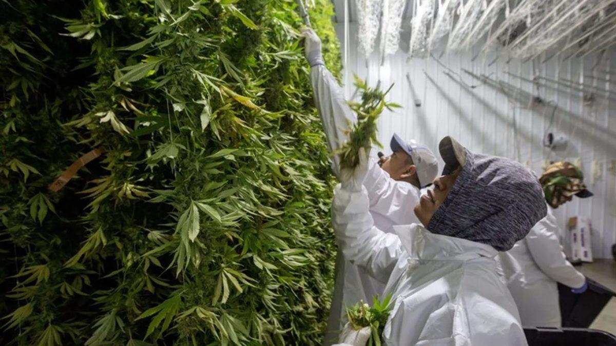 Esrar Kullanımının DNA’da Belirgin Bir İz Bıraktığı Keşfedildi