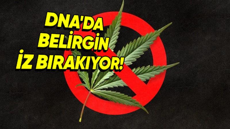 Esrar Kullanımının DNA’da Belirgin Bir İz Bıraktığı Keşfedildi