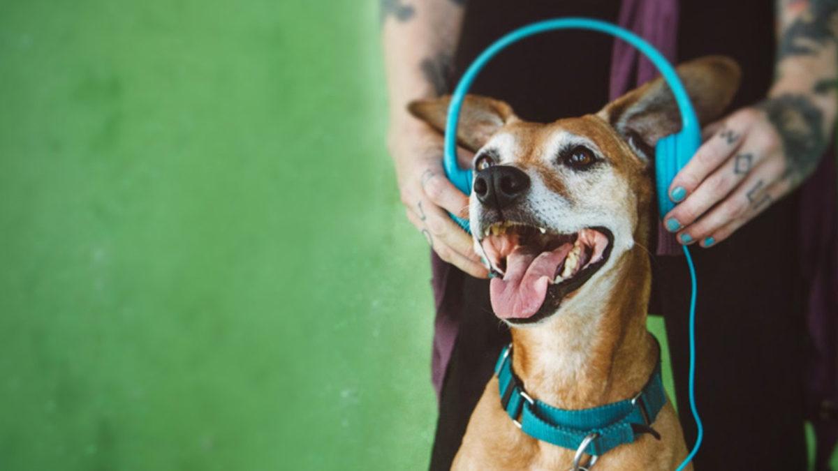 Köpekler En Çok Hangi Müzik Türlerini Seviyor? Bilimsel Verilerle, Onları Sakinleştiren Türleri Açıklıyoruz