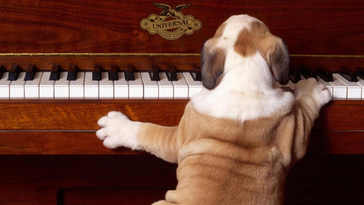 Köpekler En Çok Hangi Müzik Türlerini Seviyor? Bilimsel Verilerle, Onları Sakinleştiren Türleri Açıklıyoruz