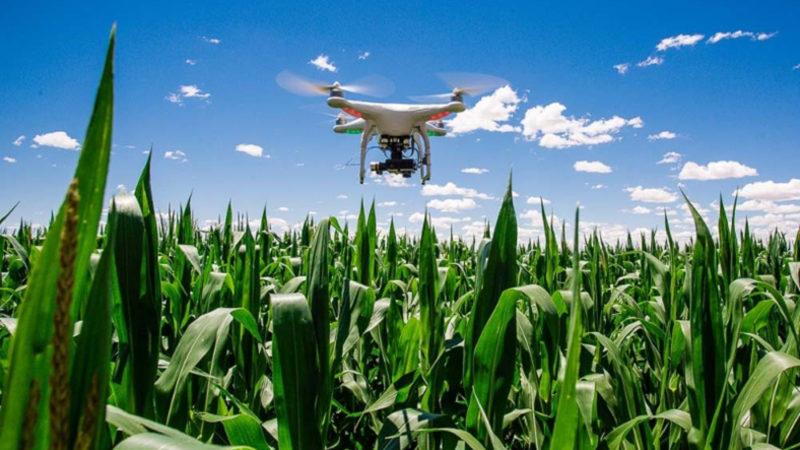 Mısır Yetiştirmede Drone’lar ile Denetimin Faydası Ortaya Çıktı