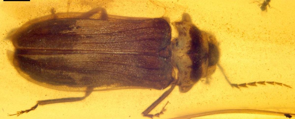 Ateş Böceklerinin Dinozorlar Çağında da Yaşadığı Ortaya Çıktı