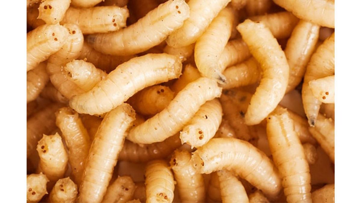 Amerika’nın Her Hafta Panama’ya Uçakla Milyonlarca Sinek Bırakmasının Sebebini Öğrenince Biraz Şaşırabilirsiniz