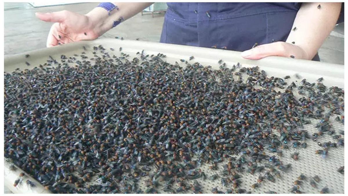 Amerika’nın Her Hafta Panama’ya Uçakla Milyonlarca Sinek Bırakmasının Sebebini Öğrenince Biraz Şaşırabilirsiniz