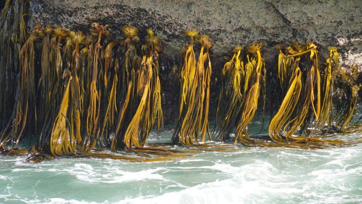 Dünyanın En Hızlı Büyüyen Canlılarından Olan Boğa Yosununun Sıra Dışı Özellikleri (1 Günde 35 cm!)