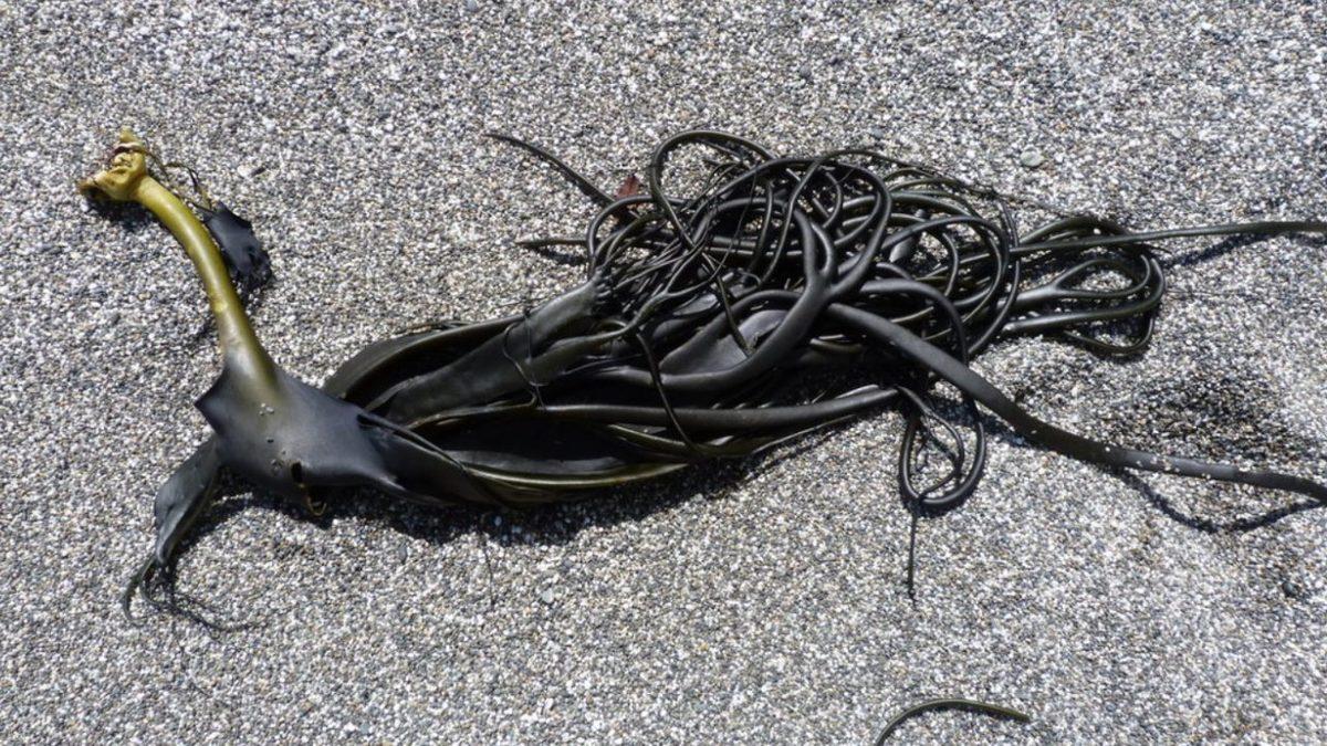 Dünyanın En Hızlı Büyüyen Canlılarından Olan Boğa Yosununun Sıra Dışı Özellikleri (1 Günde 35 cm!)