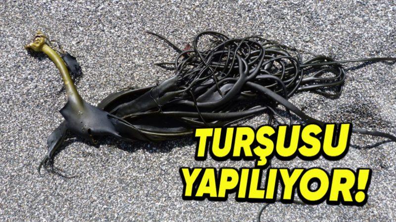 Dünyanın En Hızlı Büyüyen Canlılarından Olan Boğa Yosununun Sıra Dışı Özellikleri (1 Günde 35 cm!)