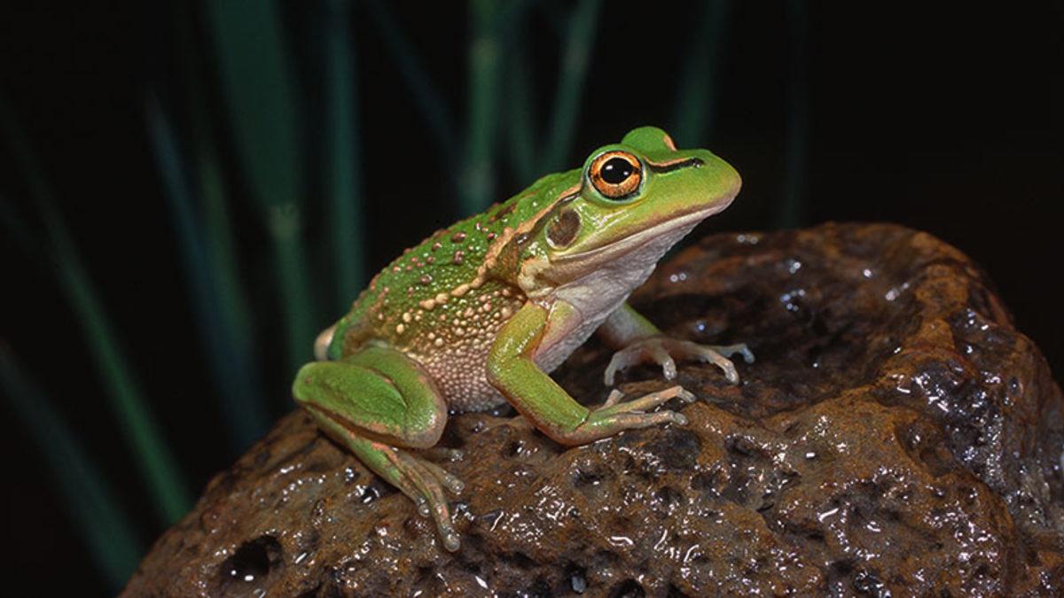 Kurbağalara Dokunmak Gerçekten de Siğil Bulaştırıyor mu Yoksa Bu da Şehir Efsanesinden mi İbaret?