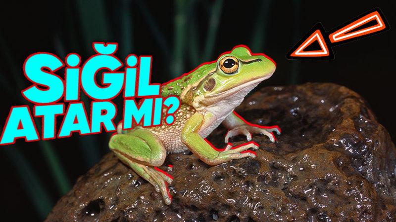 Kurbağalara Dokunmak Gerçekten de Siğil Bulaştırıyor mu Yoksa Bu da Şehir Efsanesinden mi İbaret?