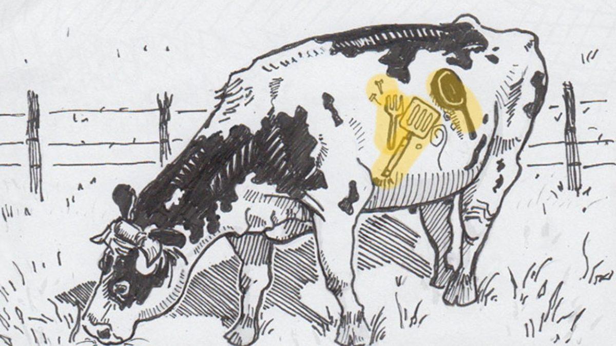 Çiftçilerin, İneklere Mıknatıs Yutturmasının Tuhaf ve Bir O Kadar Mantıklı Sebebi