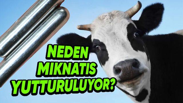 Çiftçilerin, İneklere Mıknatıs Yutturmasının Tuhaf ve Bir O Kadar Mantıklı Sebebi