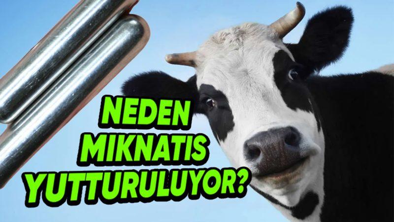 Çiftçilerin, İneklere Mıknatıs Yutturmasının Tuhaf ve Bir O Kadar Mantıklı Sebebi