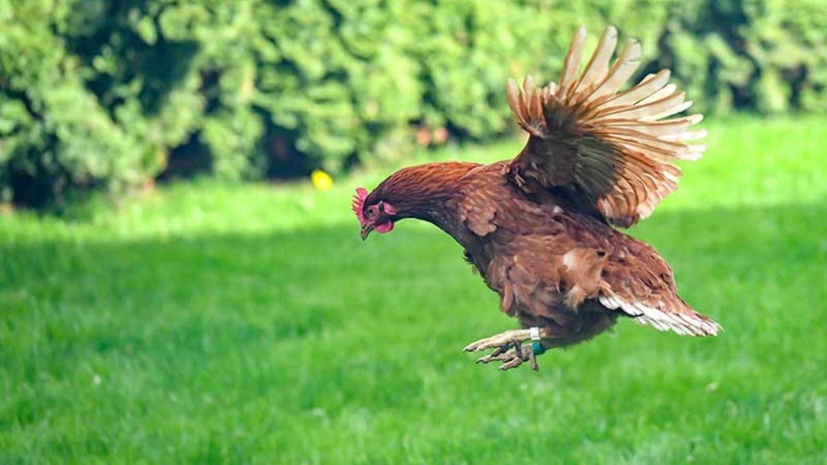 İnsan Etkisi Epey Fazla: Tavuklar Bir Kuş Türü Olmasına Rağmen Neden Birkaç Saniyeden Fazla Uçamıyor?