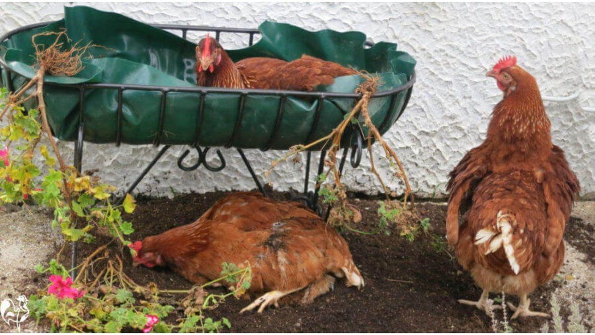 İnsan Etkisi Epey Fazla: Tavuklar Bir Kuş Türü Olmasına Rağmen Neden Birkaç Saniyeden Fazla Uçamıyor?