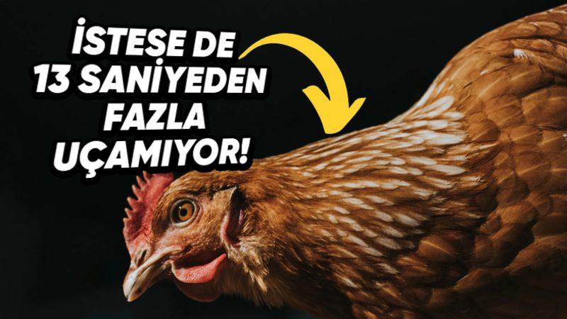 İnsan Etkisi Epey Fazla: Tavuklar Bir Kuş Türü Olmasına Rağmen Neden Birkaç Saniyeden Fazla Uçamıyor?