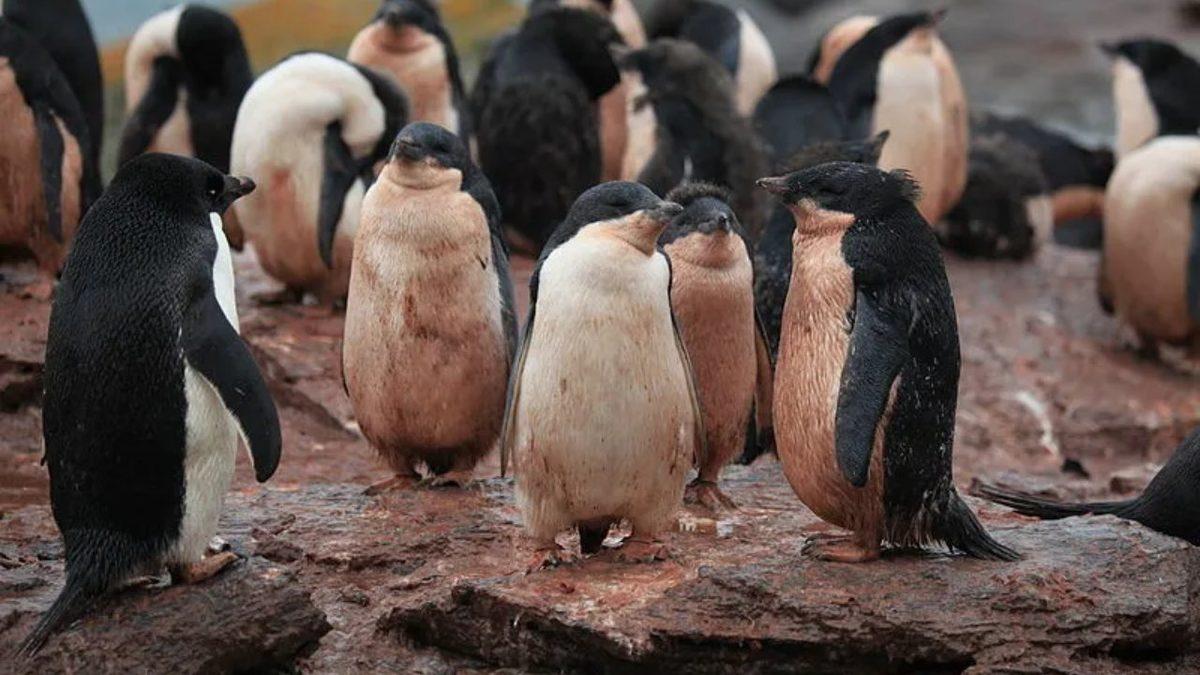 Penguenlerin Dışkısı Neden Pembedir? (Bu Pembelik O Kadar Yoğun ki Vücutlarını Bile Boyuyor!)