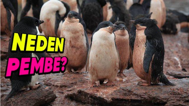 Penguenlerin Dışkısı Neden Pembedir? (Bu Pembelik O Kadar Yoğun ki Vücutlarını Bile Boyuyor!)