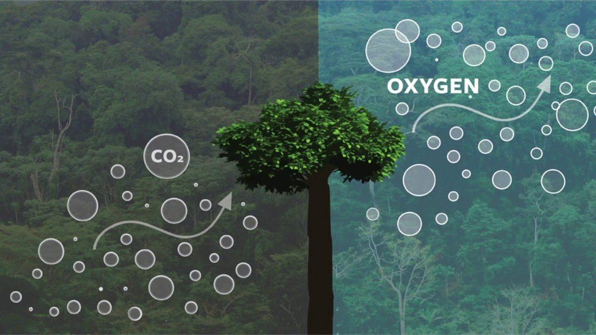 Bir İnsanın Ömrü Boyunca Yeterli Oksijeni Alabilmesi İçin Kaç Ağacın Varlığına İhtiyacı Vardır?