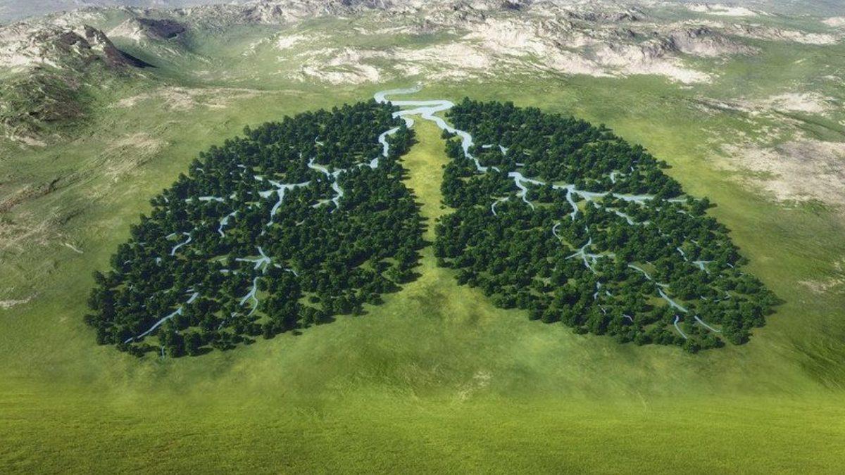 Bir İnsanın Ömrü Boyunca Yeterli Oksijeni Alabilmesi İçin Kaç Ağacın Varlığına İhtiyacı Vardır?
