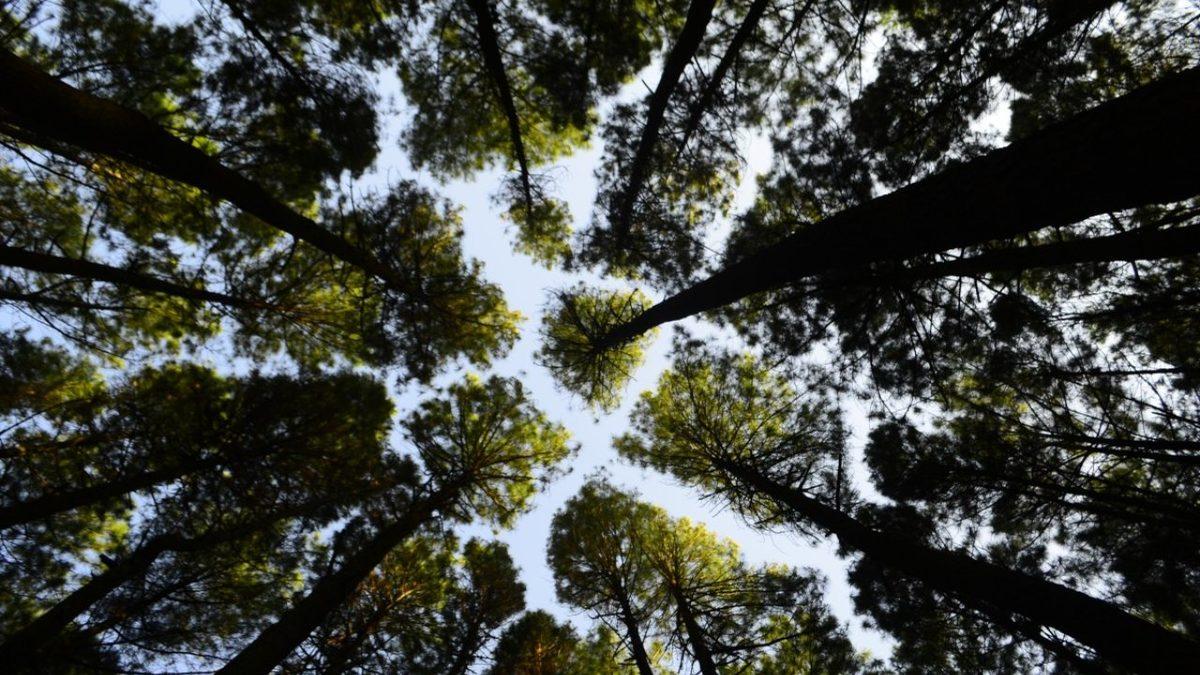 Bir İnsanın Ömrü Boyunca Yeterli Oksijeni Alabilmesi İçin Kaç Ağacın Varlığına İhtiyacı Vardır?