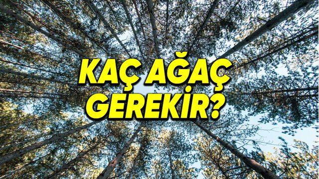 Bir İnsanın Ömrü Boyunca Yeterli Oksijeni Alabilmesi İçin Kaç Ağacın Varlığına İhtiyacı Vardır?