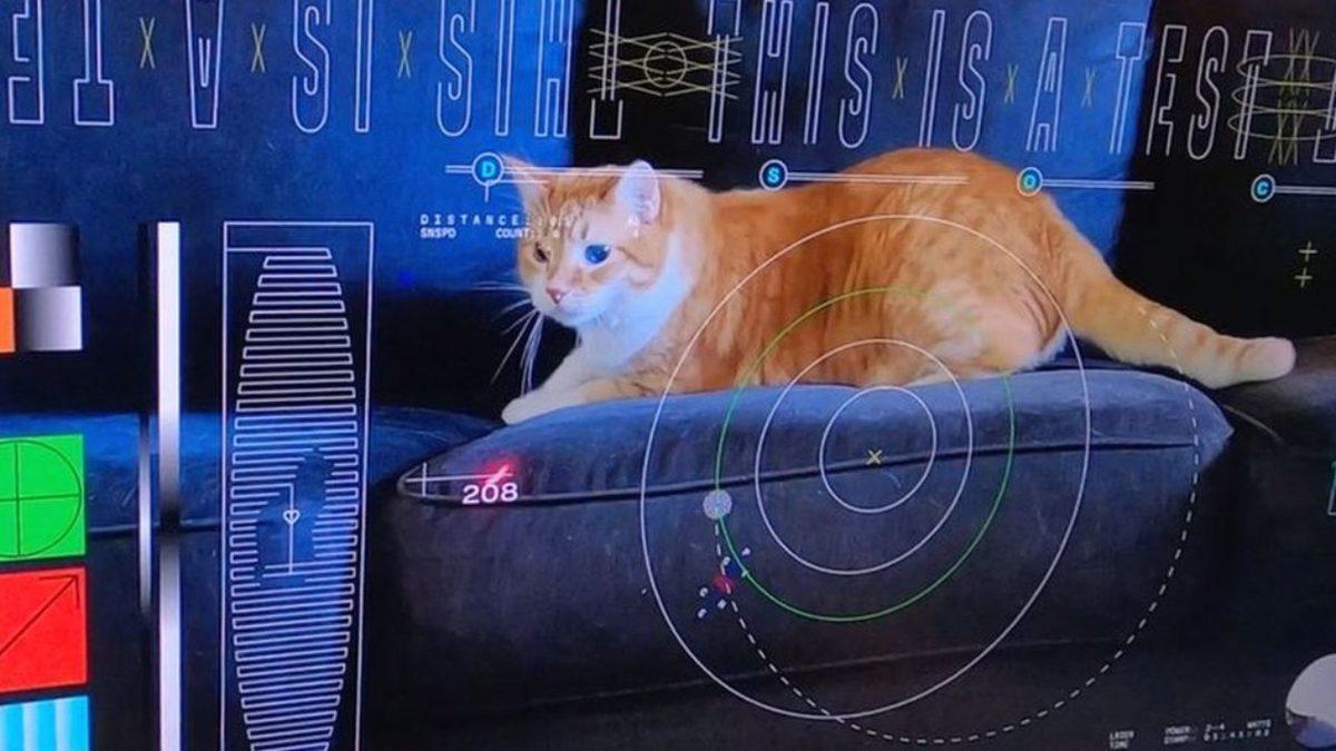 NASA, Uzaya Ultra Yüksek Çözünürlüklü Bir Kedi Videosu Gönderdi! (Yoksa Bu İşte Kedi Özel Harekâtı’nın Parmağı mı Var?)