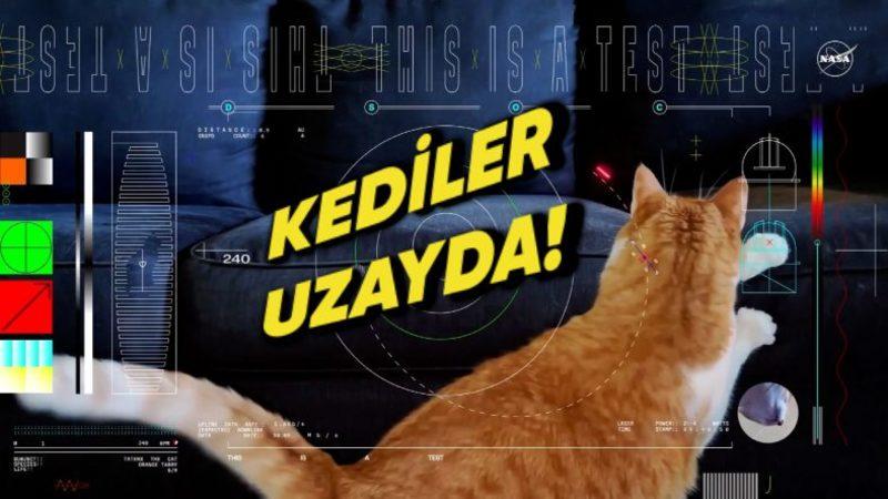 NASA, Uzaya Ultra Yüksek Çözünürlüklü Bir Kedi Videosu Gönderdi! (Yoksa Bu İşte Kedi Özel Harekâtı’nın Parmağı mı Var?)