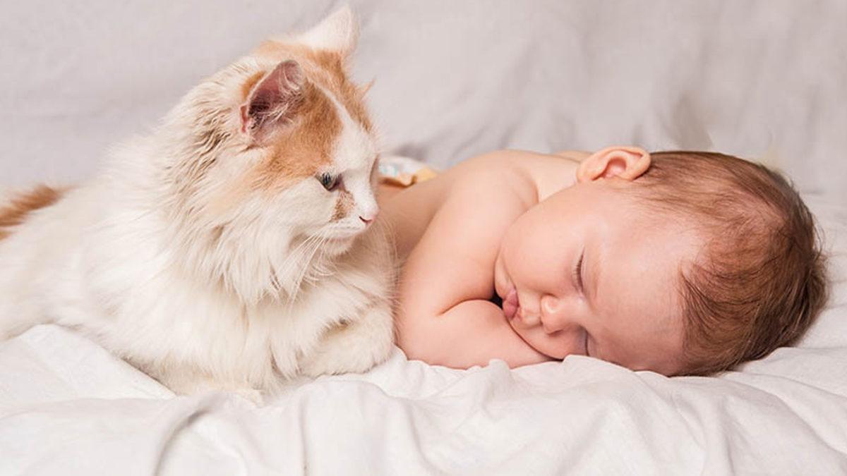 Kedilerin, Kelimeleri Bebeklerden Daha Hızlı Öğrendiği Tespit Edildi