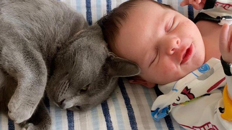 Kedilerin, Kelimeleri Bebeklerden Daha Hızlı Öğrendiği Tespit Edildi