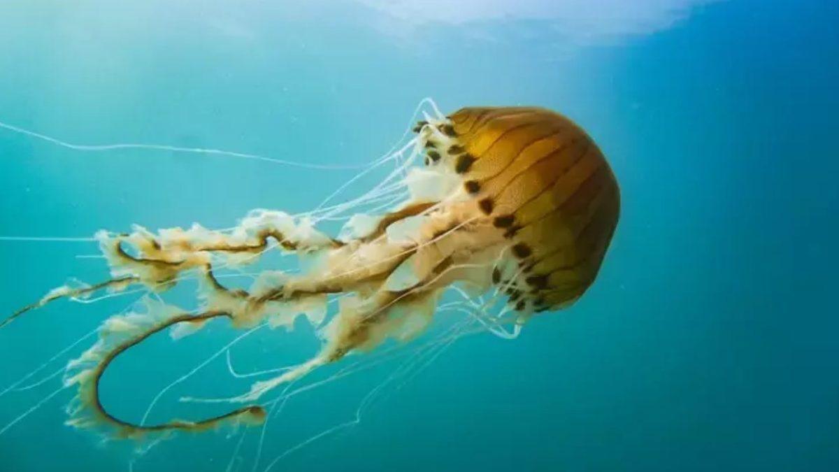 Beyni Olmadan Yaşayabilen Bu 7 Canlının Sahip Olduğu Yetenekleri Öğrenince Ağzınız Açık Kalacak!