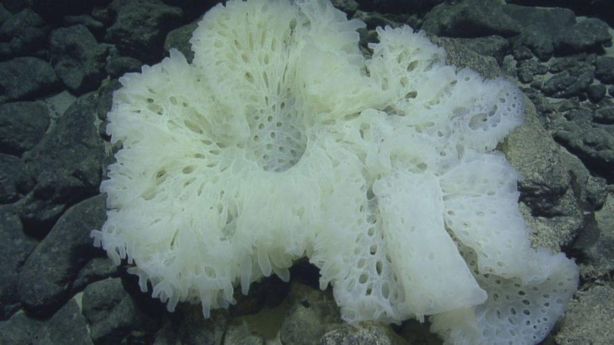 Beyni Olmadan Yaşayabilen Bu 7 Canlının Sahip Olduğu Yetenekleri Öğrenince Ağzınız Açık Kalacak!