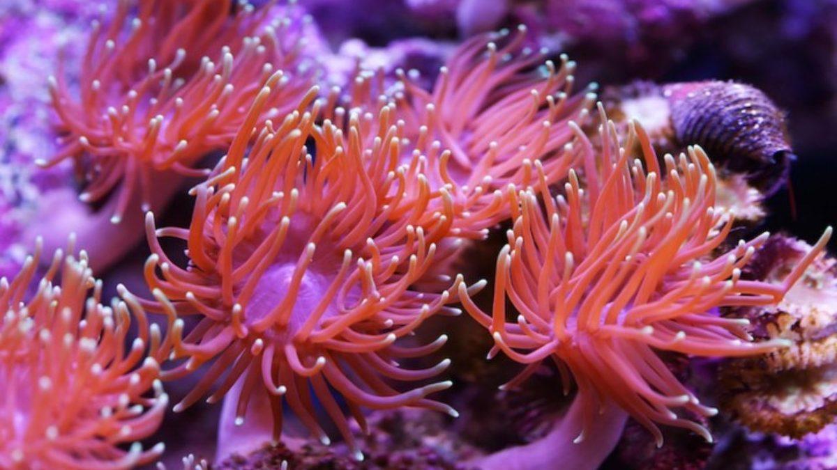 Beyni Olmadan Yaşayabilen Bu 7 Canlının Sahip Olduğu Yetenekleri Öğrenince Ağzınız Açık Kalacak!