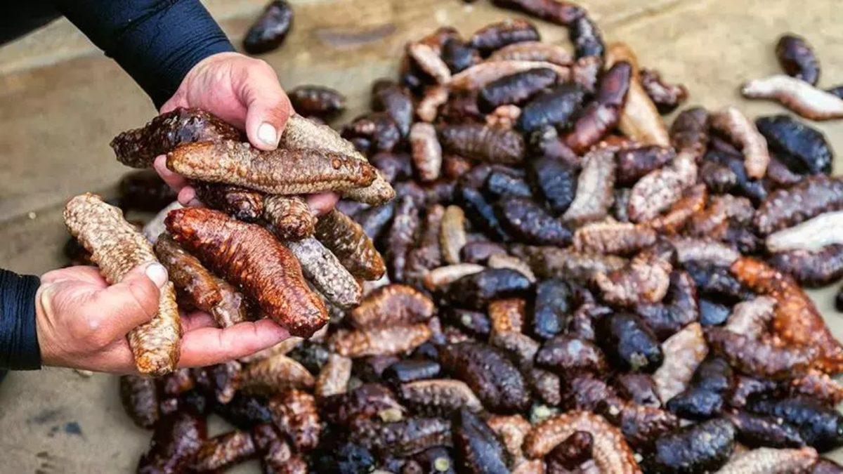 Beyni Olmadan Yaşayabilen Bu 7 Canlının Sahip Olduğu Yetenekleri Öğrenince Ağzınız Açık Kalacak!