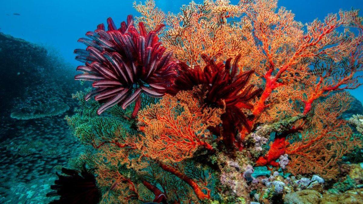 Beyni Olmadan Yaşayabilen Bu 7 Canlının Sahip Olduğu Yetenekleri Öğrenince Ağzınız Açık Kalacak!