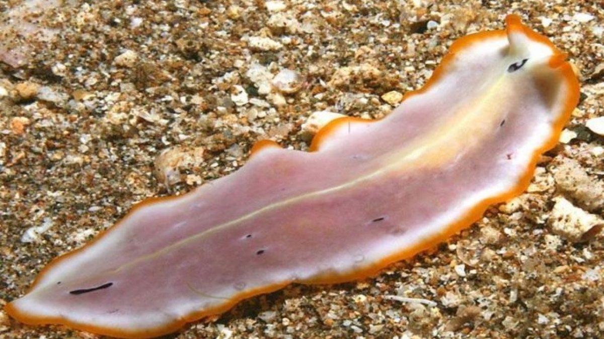 Beyni Olmadan Yaşayabilen Bu 7 Canlının Sahip Olduğu Yetenekleri Öğrenince Ağzınız Açık Kalacak!