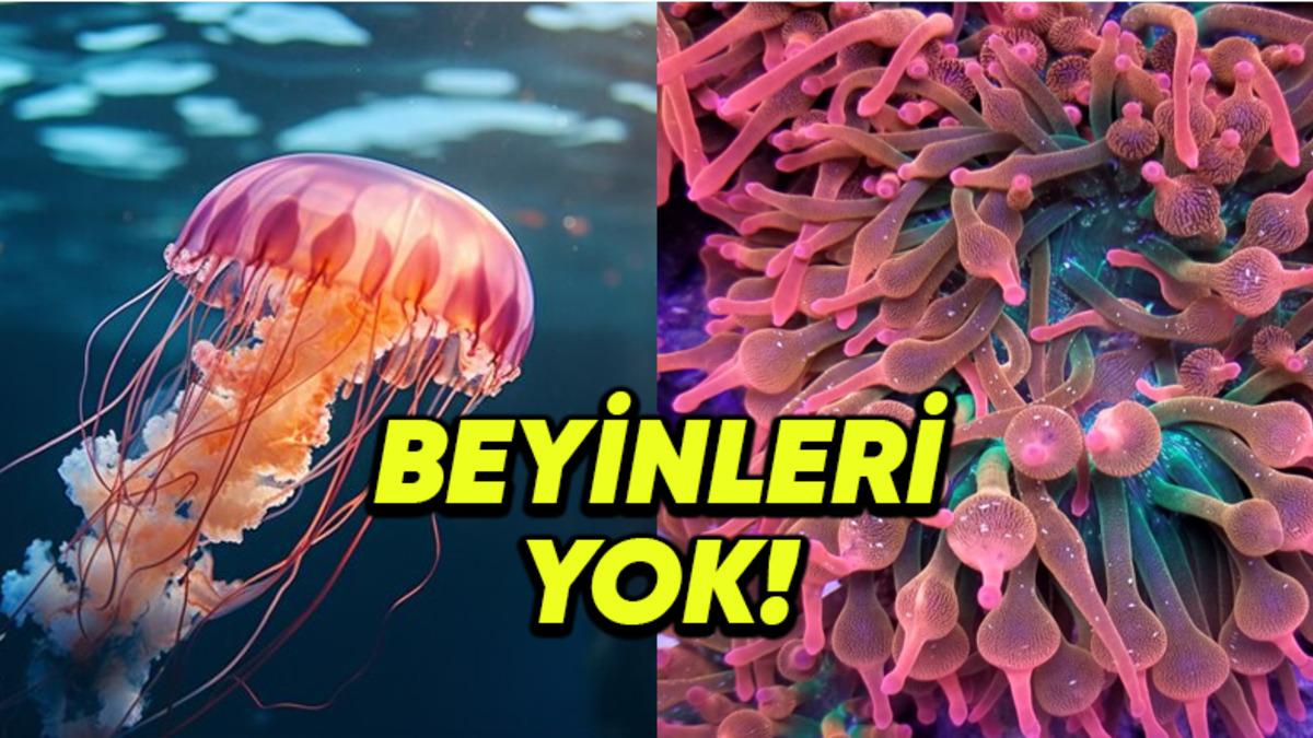 Beyni Olmadan Yaşayabilen Bu 7 Canlının Sahip Olduğu Yetenekleri Öğrenince Ağzınız Açık Kalacak!
