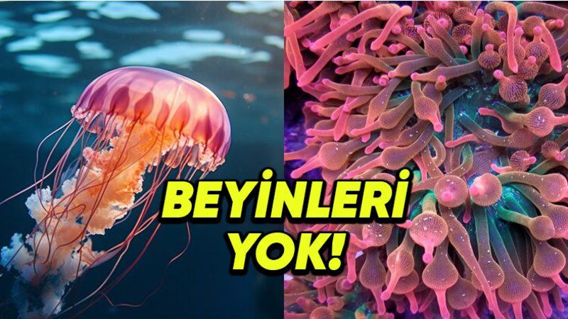 Beyni Olmadan Yaşayabilen Bu 7 Canlının Sahip Olduğu Yetenekleri Öğrenince Ağzınız Açık Kalacak!