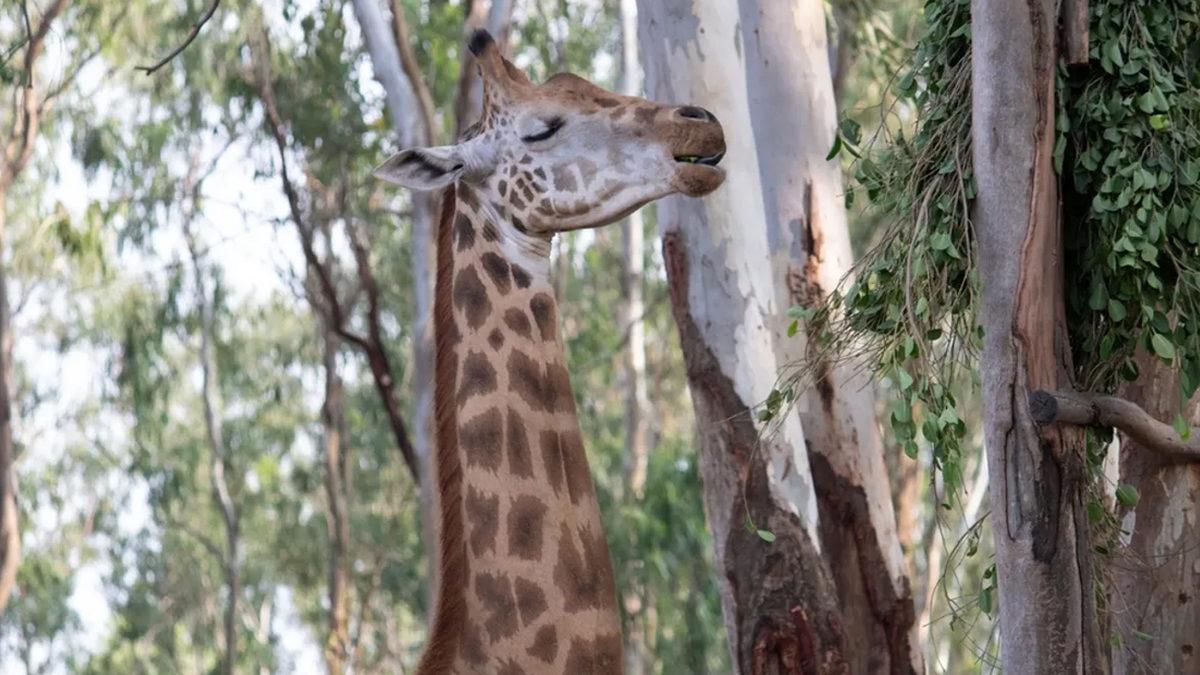Zürafaların Hem Ayakta Hem de Bu Kadar Çok Az Uyumalarının Arkasında Yatan İlginç Gerçekler