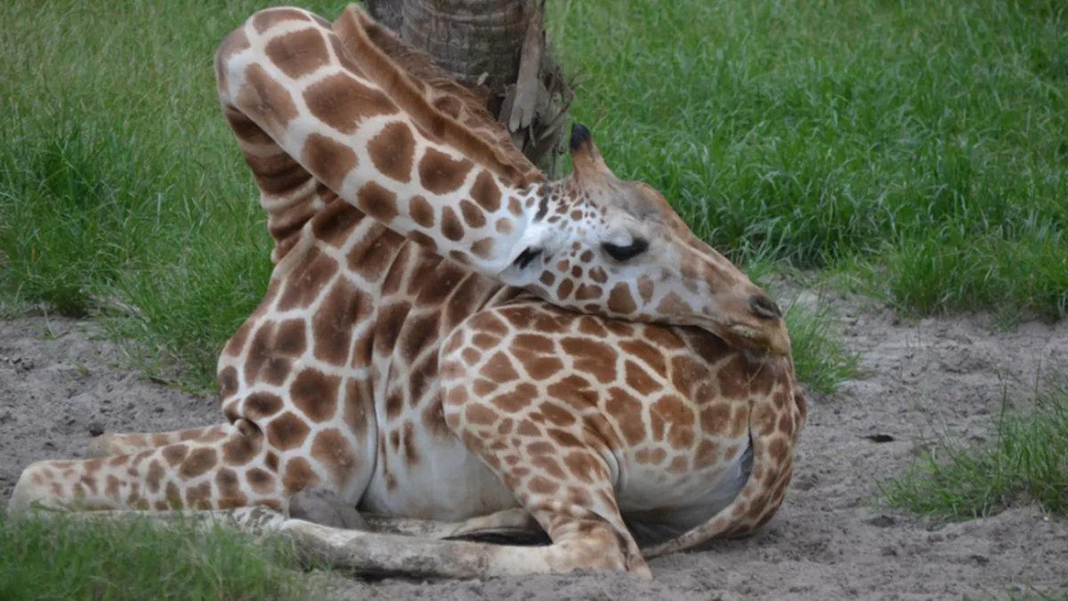 Zürafaların Hem Ayakta Hem de Bu Kadar Çok Az Uyumalarının Arkasında Yatan İlginç Gerçekler