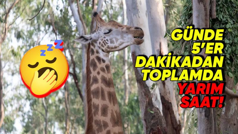 Zürafaların Hem Ayakta Hem de Bu Kadar Çok Az Uyumalarının Arkasında Yatan İlginç Gerçekler